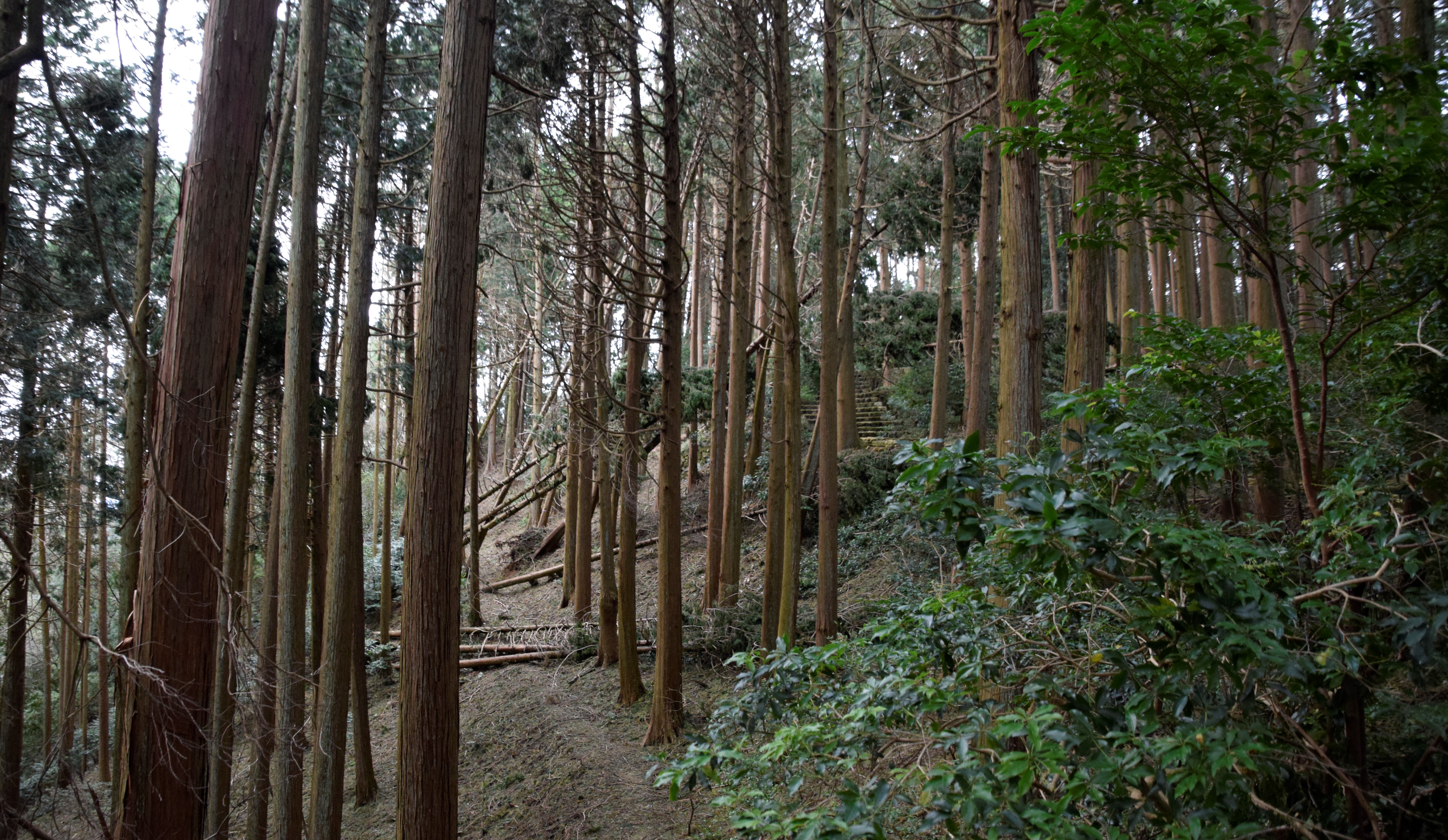 小塩山山頂付近　石段のぼったところが淳和天皇陵（大原野西嶺上陵）